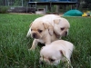 French-Bulldog-Puppies-Now