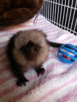 Finger-Marmoset-Monkeys-Available